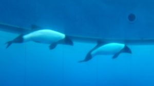 パンダイルカ 横浜八景島シーパラダイス